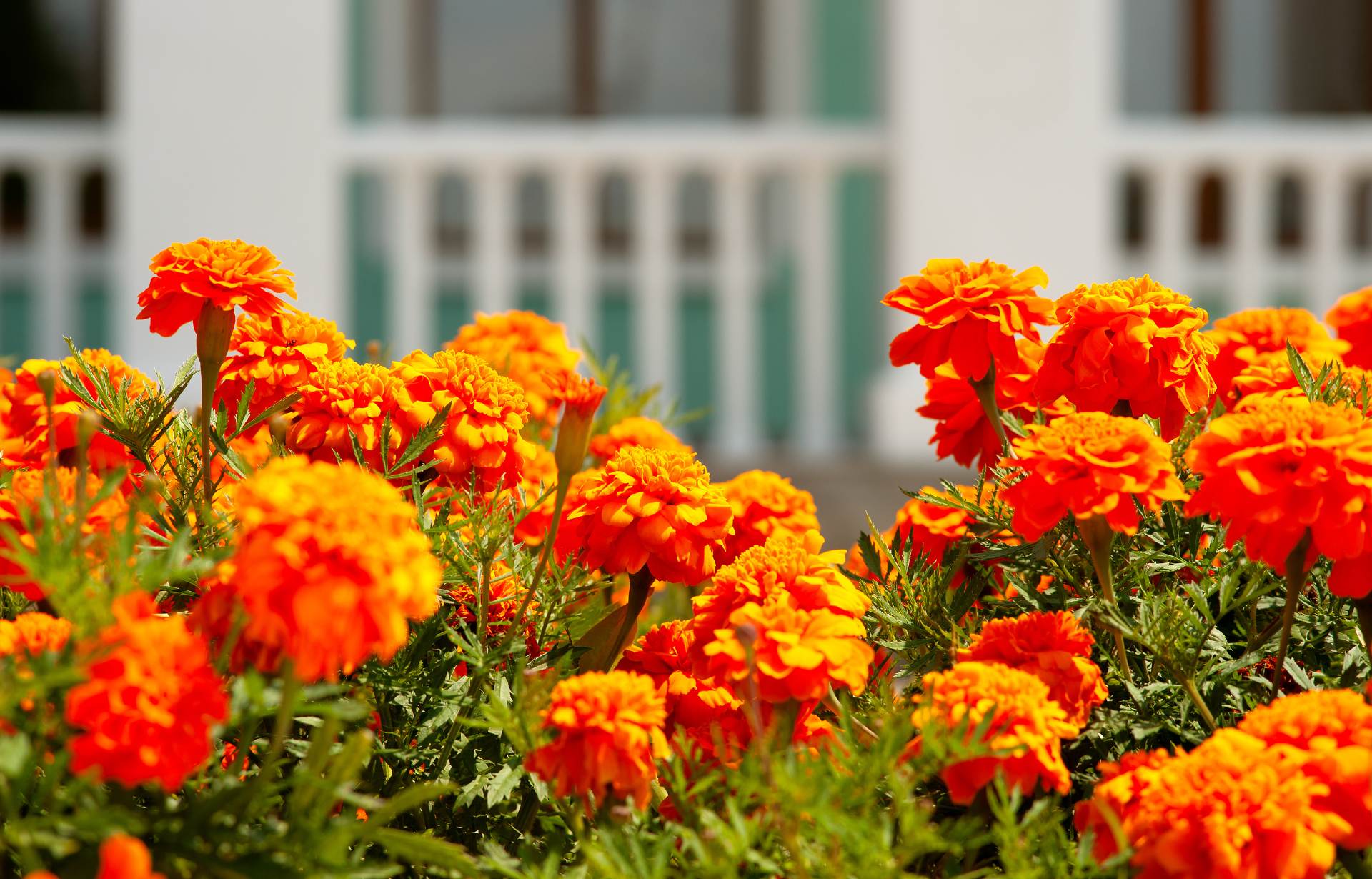 orange blommor